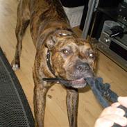 Amerikansk staffordshire terrier Gucci