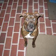 Amerikansk staffordshire terrier Gucci