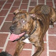 Amerikansk staffordshire terrier Gucci
