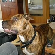 Amerikansk staffordshire terrier Gucci