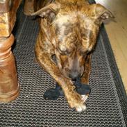 Amerikansk staffordshire terrier Gucci