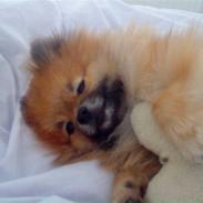 Pomeranian *Teddy*