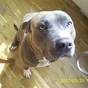 Amerikansk staffordshire terrier Hector R.I.P.
