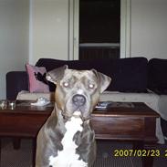 Amerikansk staffordshire terrier Hector R.I.P.