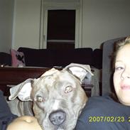 Amerikansk staffordshire terrier Hector R.I.P.
