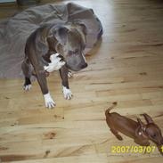 Amerikansk staffordshire terrier Hector R.I.P.