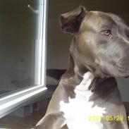 Amerikansk staffordshire terrier Hector R.I.P.
