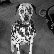 Dalmatiner Sara R.I.P.