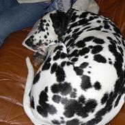Dalmatiner Sara R.I.P.