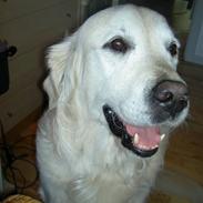 Golden retriever Golden Viva Kevin