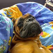 Boxer JUNIOR