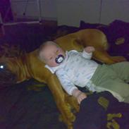 Boxer JUNIOR