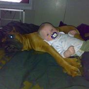 Boxer JUNIOR
