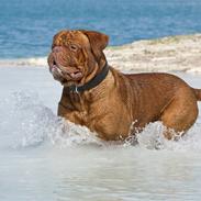 Dogue de bordeaux Ikaros R.I.P.