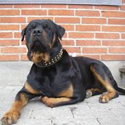 Rottweiler BOSCO