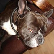 Fransk bulldog Buller