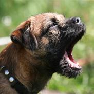 Border terrier Tempo