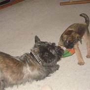 Border terrier Tempo