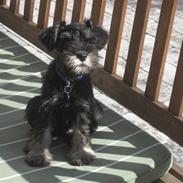 Dvaergschnauzer Albert
