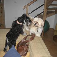 Dvaergschnauzer Albert