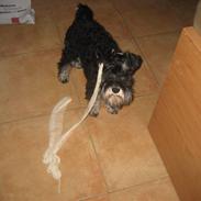 Dvaergschnauzer Albert