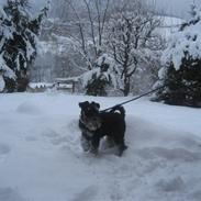 Dvaergschnauzer Albert