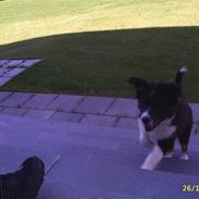 Border collie Victor