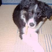 Border collie Victor