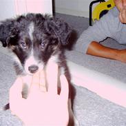 Border collie Victor