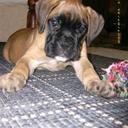 Boxer Kahlua