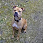 Amerikansk staffordshire terrier Vito