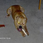 Amerikansk staffordshire terrier Vito