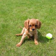 Cavalier king charles spaniel Matilde