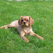 Cavalier king charles spaniel Matilde