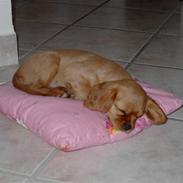 Cavalier king charles spaniel Matilde