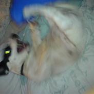 Jack russell terrier Kvik.