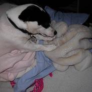 Jack russell terrier Kvik.