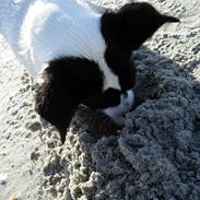 Jack russell terrier Kvik.