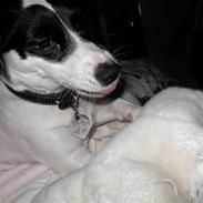 Jack russell terrier Kvik.