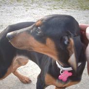 Dobermann Ana-bol