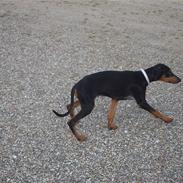 Dobermann Ana-bol