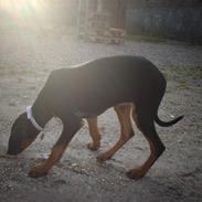 Dobermann Ana-bol