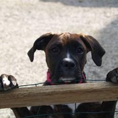 Blanding af racer Boxer/Amstaff. Diva