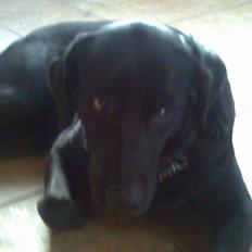 Blanding af racer Sheeba