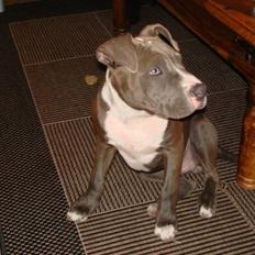 Amerikansk staffordshire terrier Bosco