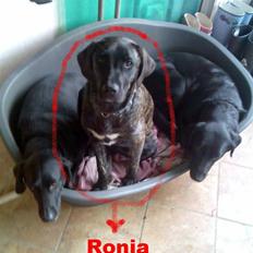 Blanding af racer Ronja