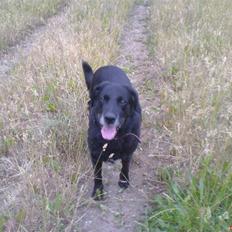 Labrador retriever Mozart >>--(¯`v´¯)-> 