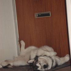 Alaskan malamute Mojo  