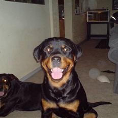 Rottweiler bosso