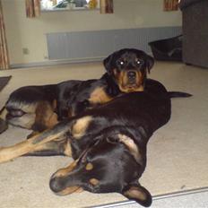Rottweiler bosso